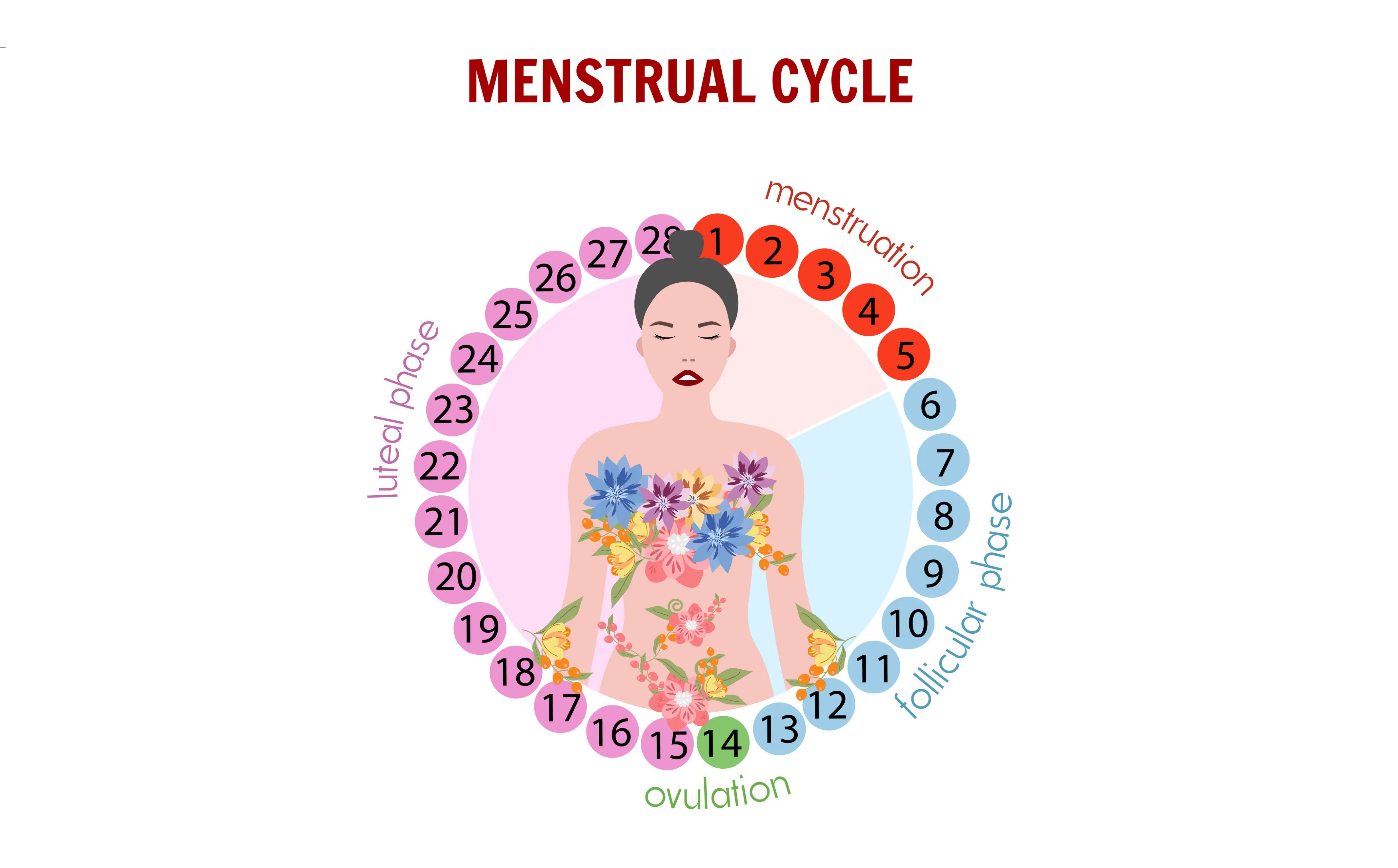 Understanding Your Menstrual Cycle: A Comprehensive Guide to Its Phases and Symptoms